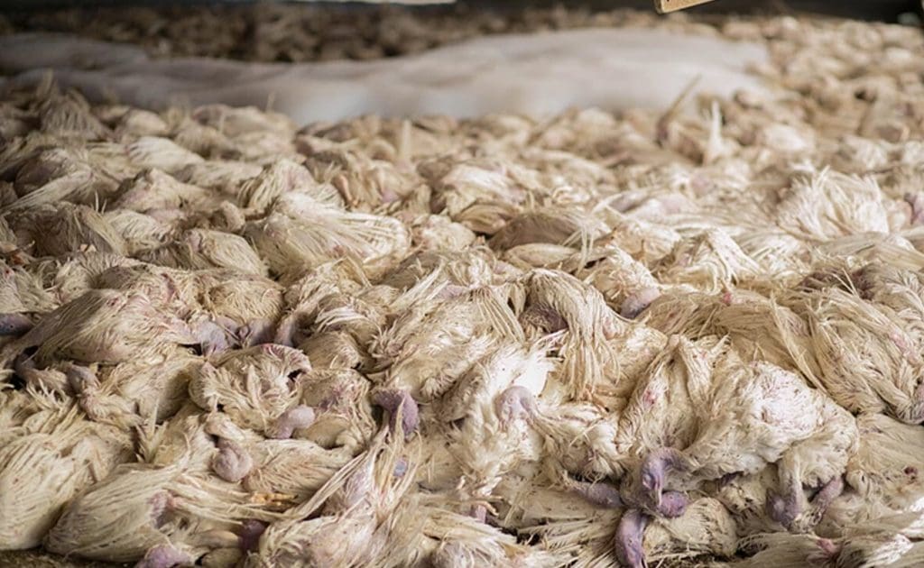 Nỗi đau vô hình của gà thịt: Từ trại giống đến bàn ăn tháng 8 năm 2025