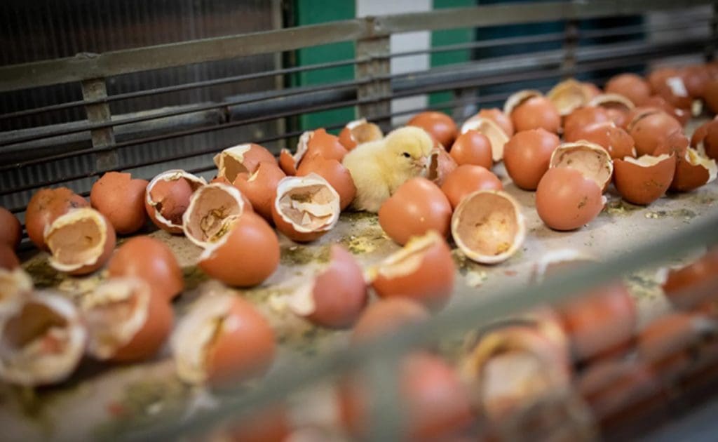 Lêhenne se Klaaglied: Die Werklikheid van Eierproduksie Augustus 2025