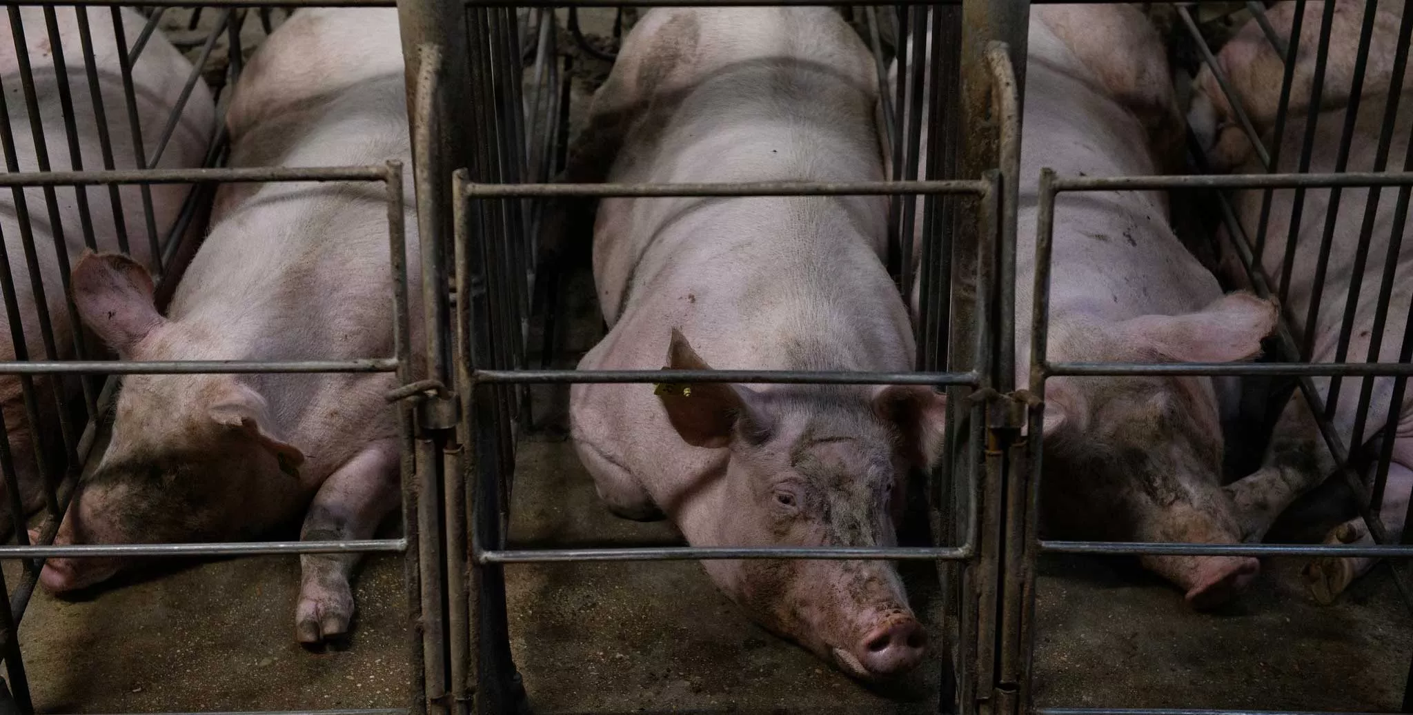 Denny’s Faces Mounting Pressure to End Pig Crates Amid Animal Welfare Campaign, Reports Reuters 1 Denny’s Faces Mounting Pressure to End Pig Crates Amid Animal Welfare Campaign, Reports Reuters June 2025