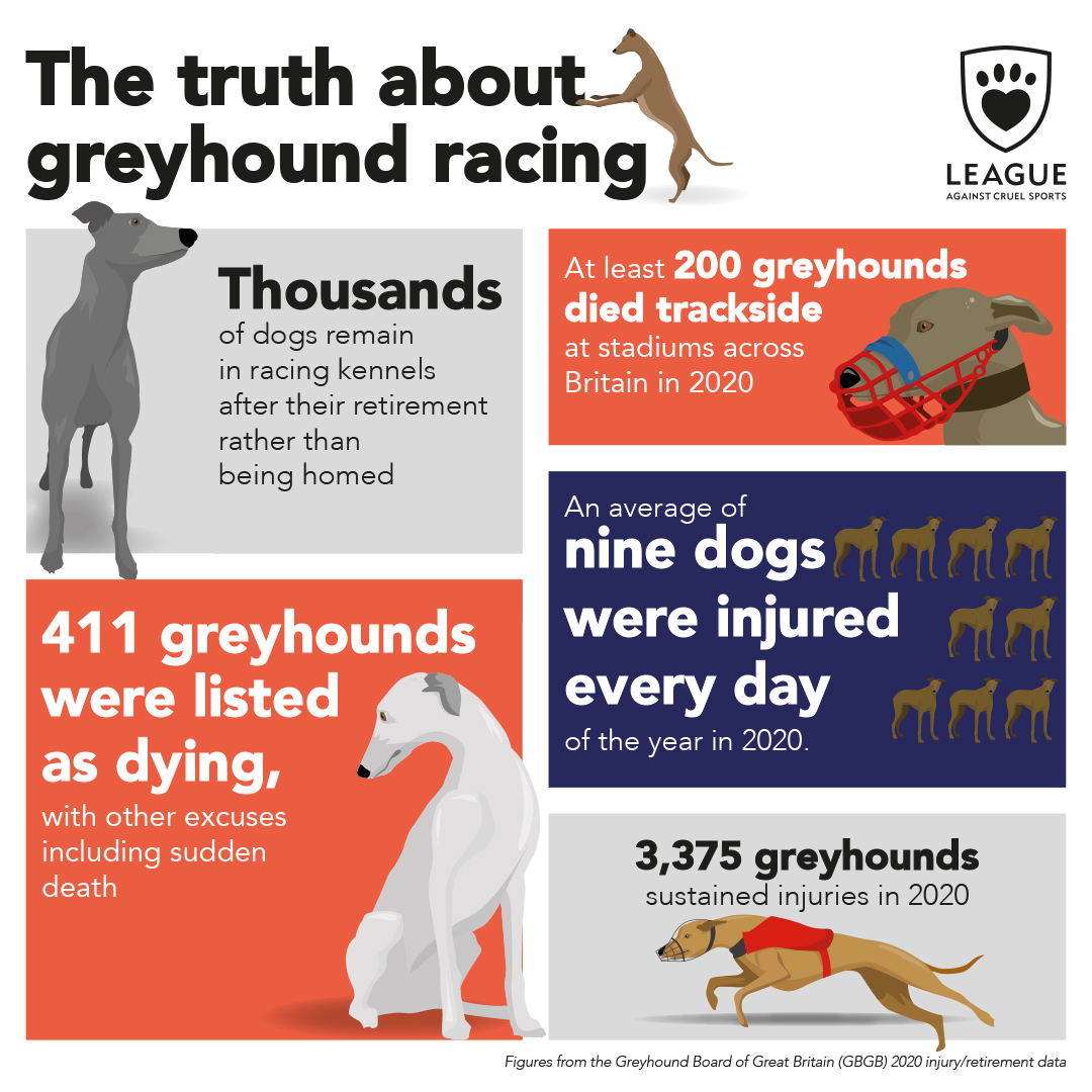 Racing to Death: The Fatal Consequences of Greyhound Racing and Exploitation 2 Racing to Death: The Fatal Consequences of Greyhound Racing and Exploitation June 2025