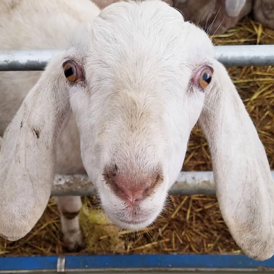 Koeimelk vs Bokmelk: wat is gesonder? — Voed saam met Kristin 