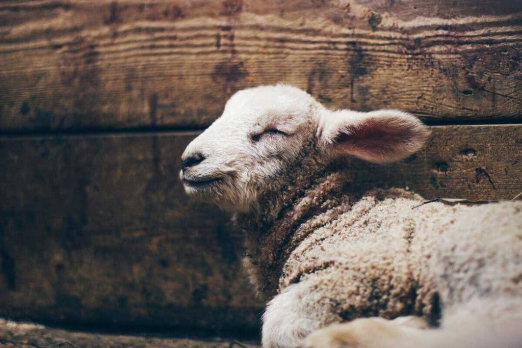 5 interessant Fakten iwwer Lämmercher a firwat se vun eisem Teller bleiwen
