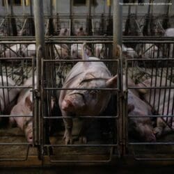 Denny&#39;s-faces-aumentando-pressão-para-eliminar-caixas-para-porcos,-relatórios-reuters