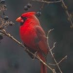 ಅಮಾನವೀಯ ಪ್ರಾಣಿಗಳಲ್ಲಿ ಸಂತೋಷವನ್ನು ಅರ್ಥೈಸುವುದು