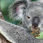 விலங்குகள் மீதான பச்சாதாபம் பூஜ்ஜியத் தொகையாக இருக்க வேண்டியதில்லை