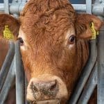 għaliex-tiekol-laħam-huwa-ħażin-għall-ambjent-u-bidla-klima,-spjegat