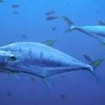 faktor yang mempengaruhi perlindungan haiwan akuatik