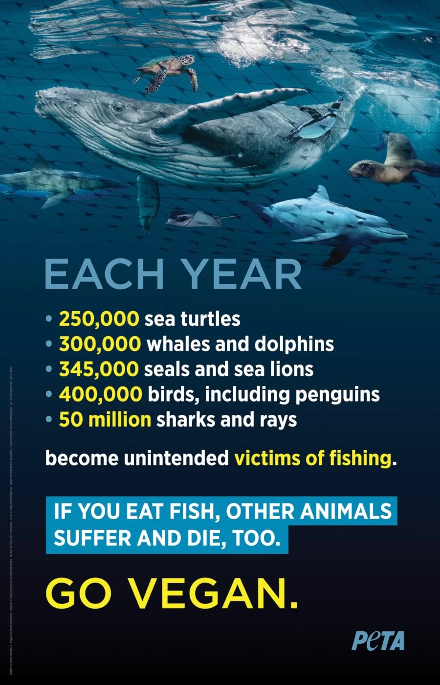 Bycatch Victims: ការខូចខាតវត្ថុបញ្ចាំនៃការនេសាទឧស្សាហកម្ម ៧ ជនរងគ្រោះដោយលោក Bycatch: ការខូចខាតបញ្ចាំចំពោះការនេសាទឧស្សាហកម្មខែមិថុនាឆ្នាំ 2025