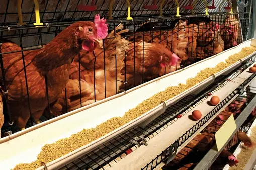 Peternakan Pabrik: Industri di Balik Daging dan Susu 8 PEMBANTUAN PABRIK: Industri di belakang daging dan susu Juni 2025