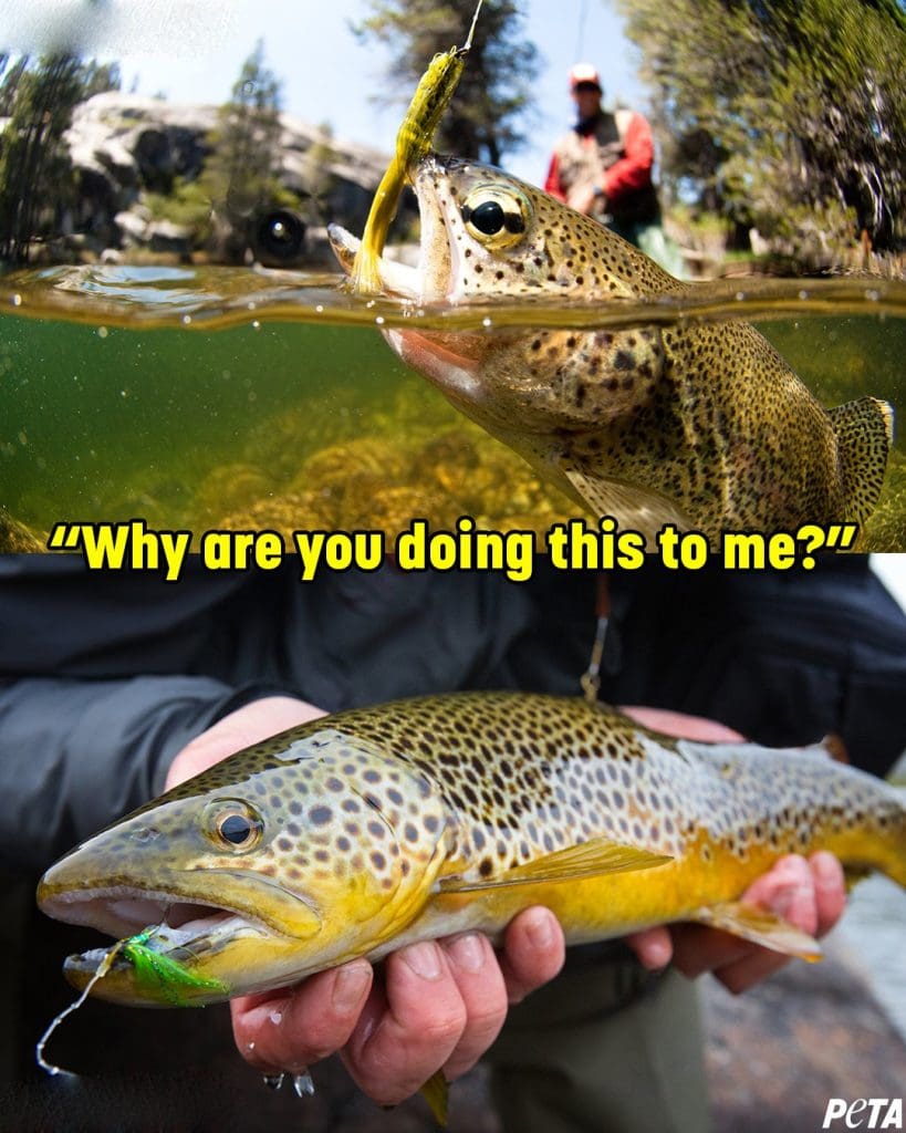 Fishing and Animal Welfare: Examining the Hidden Cruelty in Recreational and Commercial Practices 1 Fishing and Animal Welfare: Examining the Hidden Cruelty in Recreational and Commercial Practices June 2025