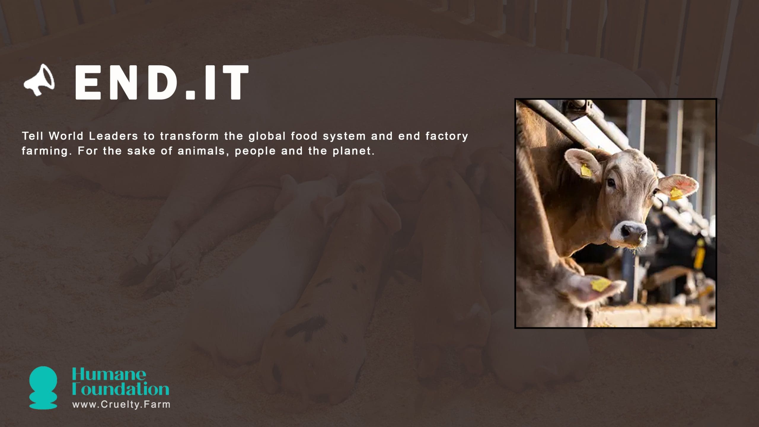 Factory Farming: The Industry Behind Meat and Dairy August 2025