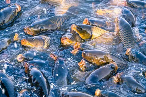 Peternakan Pabrik: Industri di Balik Daging dan Susu 7 PEMBANTUAN PABRIK: Industri di belakang daging dan susu Juni 2025