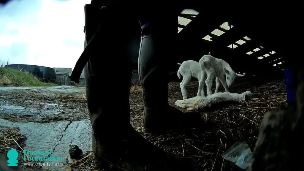 The Bleak Lives of Dairy Goats: An Investigation into Farm Cruelty 1 The Bleak Lives of Dairy Goats: An Investigation into Farm Cruelty May 2025