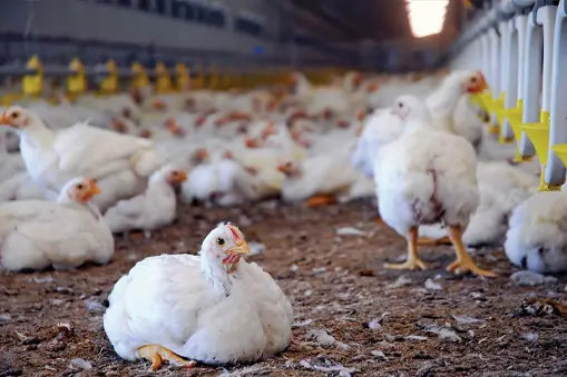 Peternakan Pabrik: Industri di Balik Daging dan Susu 9 PEMBANTUAN PABRIK: Industri di belakang daging dan susu Juni 2025