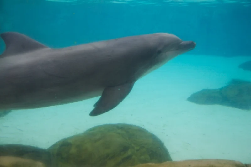 Diving into Distress: The Capture and Confinement of Sea Animals for Aquariums and Marine Parks 3 Diving into Distress: The Capture and Confinement of Sea Animals for Aquariums and Marine Parks June 2025