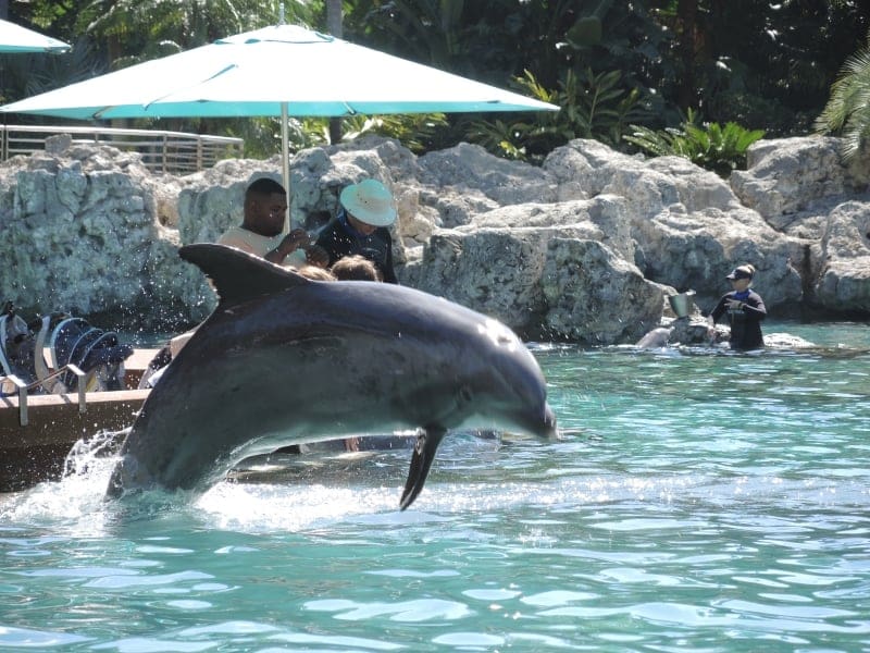 Diving into Distress: The Capture and Confinement of Sea Animals for Aquariums and Marine Parks 4 Diving into Distress: The Capture and Confinement of Sea Animals for Aquariums and Marine Parks June 2025