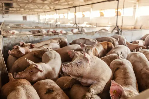 Peternakan Pabrik: Industri di Balik Daging dan Susu 6 PEMBANTUAN PABRIK: Industri di belakang daging dan susu Juni 2025