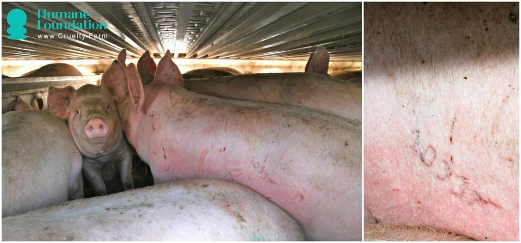 Pig Transport Cruelty: The Hidden Suffering of Pigs on the Road to Slaughter 1 Pig Transport Cruelty: The Hidden Suffering of Pigs on the Road to Slaughter June 2025