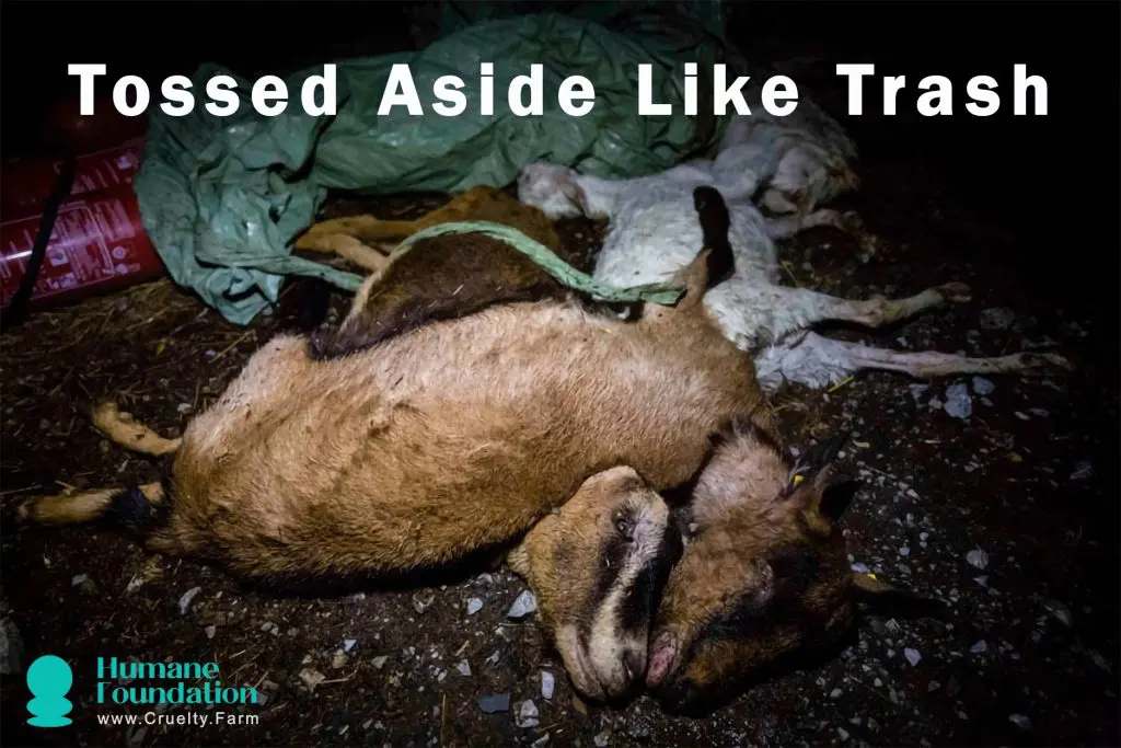 The Bleak Lives of Dairy Goats: An Investigation into Farm Cruelty 3 The Bleak Lives of Dairy Goats: An Investigation into Farm Cruelty May 2025