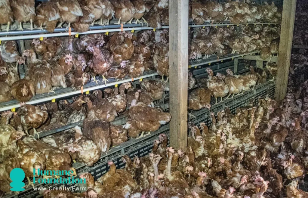 Lament tat-Tiġieġ Saff: Ir-Realtà tal-Produzzjoni tal-Bajd 1 Layer Hens 'Lament: Ir-Realtà tal-Produzzjoni tal-Bajd f'Ġunju 2025