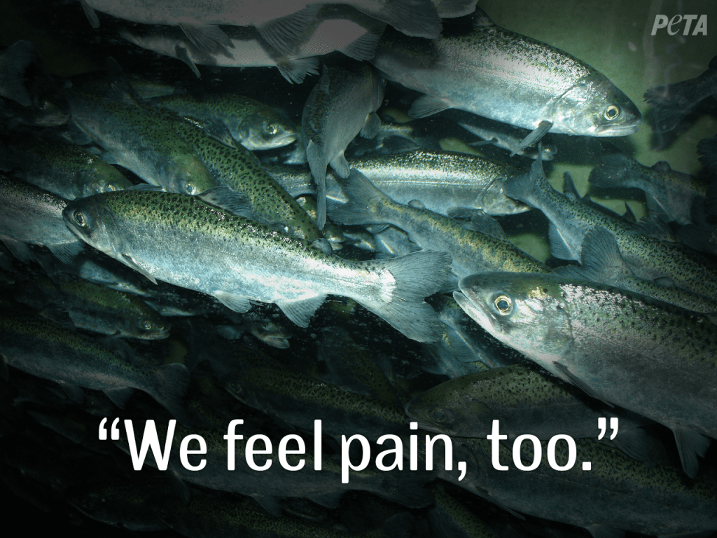 Do Fish Feel Pain? Uncovering the Cruel Reality of Aquaculture and Seafood Production 1 Do Fish Feel Pain? Uncovering the Cruel Reality of Aquaculture and Seafood Production June 2025