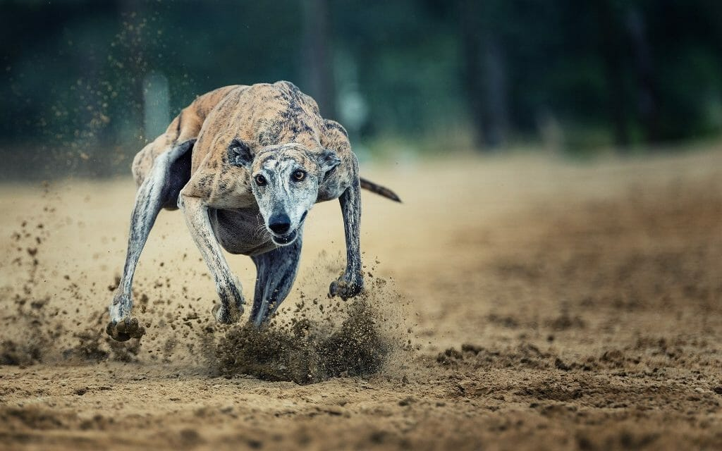 Racing to Death: The Fatal Consequences of Greyhound Racing and Exploitation 1 Racing to Death: The Fatal Consequences of Greyhound Racing and Exploitation June 2025