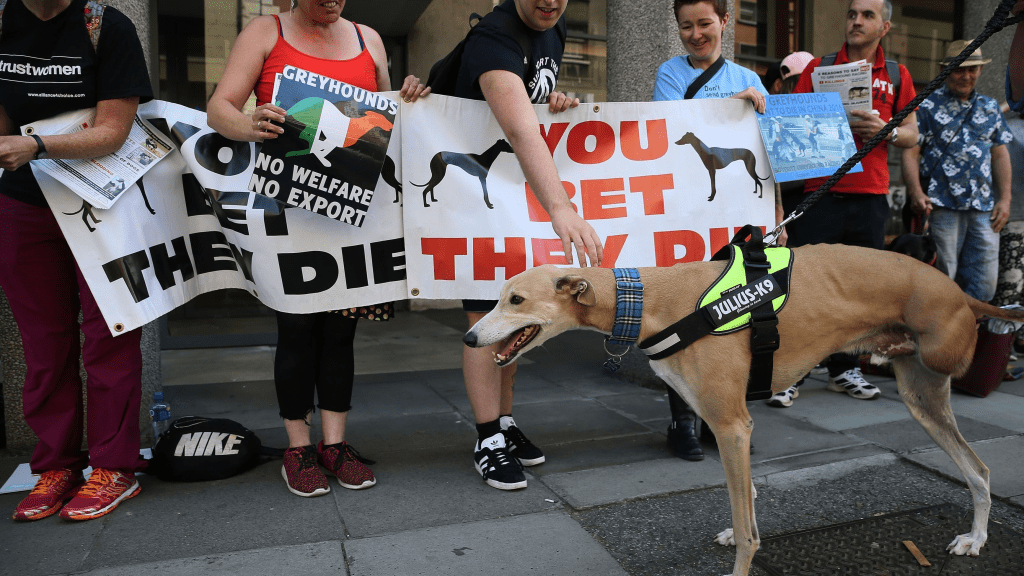 Racing to Death: The Fatal Consequences of Greyhound Racing and Exploitation 3 Racing to Death: The Fatal Consequences of Greyhound Racing and Exploitation June 2025