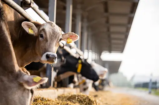 Peternakan Pabrik: Industri di Balik Daging dan Susu 5 PEMBANTUAN PABRIK: Industri di belakang daging dan susu Juni 2025