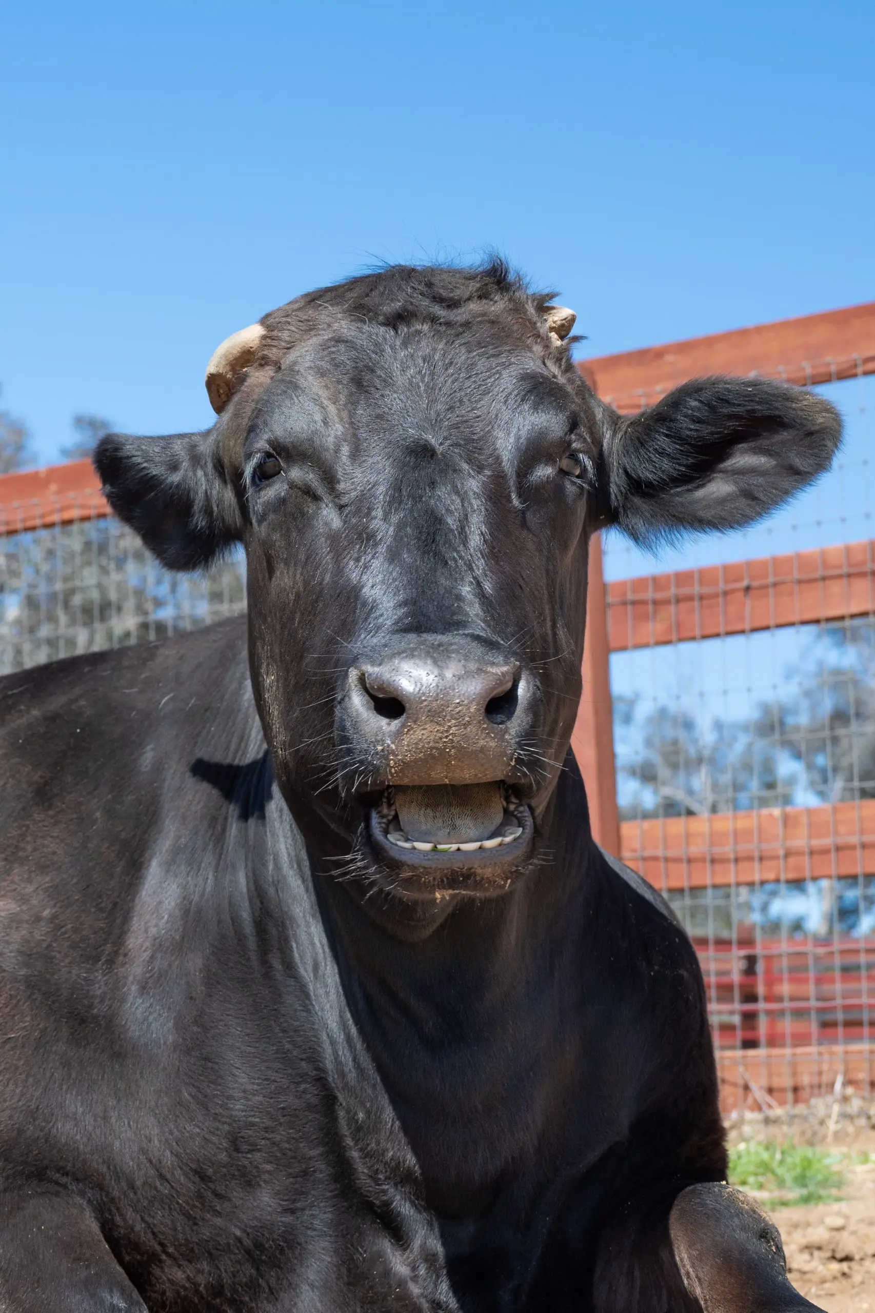 Vaca Liberty no Farm Sanctuary Vaca Liberty no Farm Sanctuary