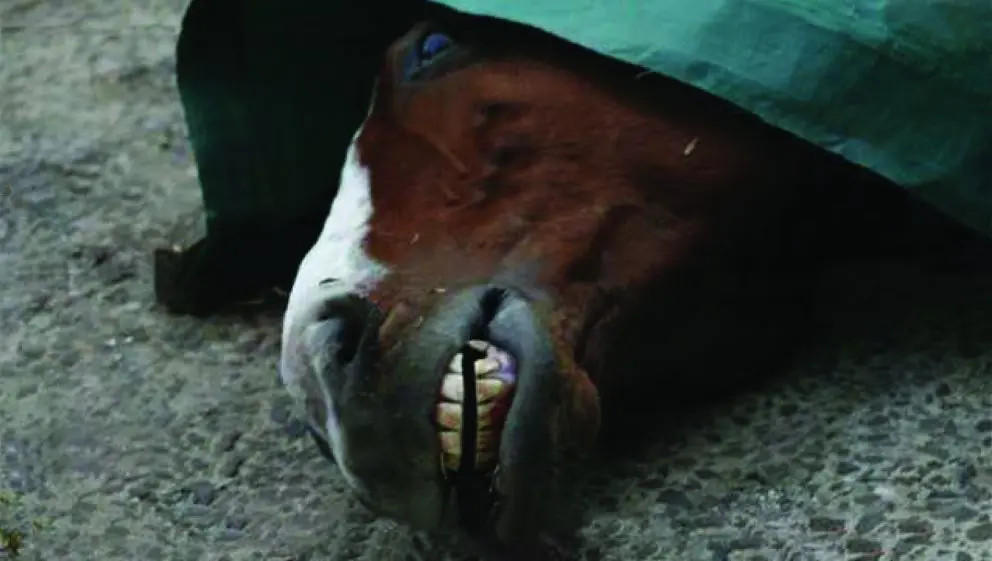 Atçılıq haqqında həqiqət 19 Horseracing 2025-ci ildəki həqiqət