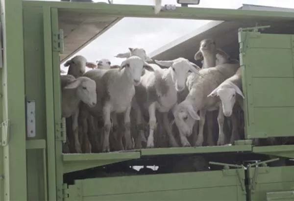 UK beëindig lewende diere vir diere vir slag en vet in historiese oorwinning in dierewelsyn 2 Wyse van vervoer, Melkkoei, Kuns, boerderydier, Landskap, Gebou, Motor buitekant