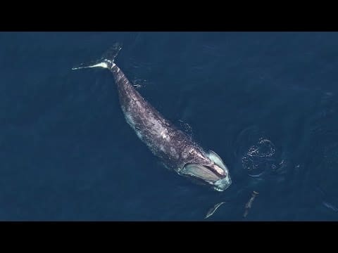 13 Manu ua Fa'afeagai ma Fa'aumatia ona o A'afiaga o Tagata 59 13 O manu o loʻo feagai ma le aveeseina ona o ni faʻafitauli o le tagata ia Iuni 2025
