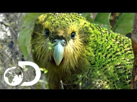 13 Manu o lo'o Fa'afeagai ma Fa'aumatia ona o A'afiaga o Tagata 61 13 O manu o loʻo feagai ma le aveeseina ona o ni faʻafitauli o le tagata ia Iuni 2025