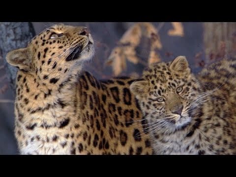 13 Manu o lo'o Fa'asagatau i le Fa'aumatia ona o A'afiaga o Tagata 62 13 O manu o loʻo feagai ma le aveeseina ona o ni faʻafitauli o le tagata ia Iuni 2025