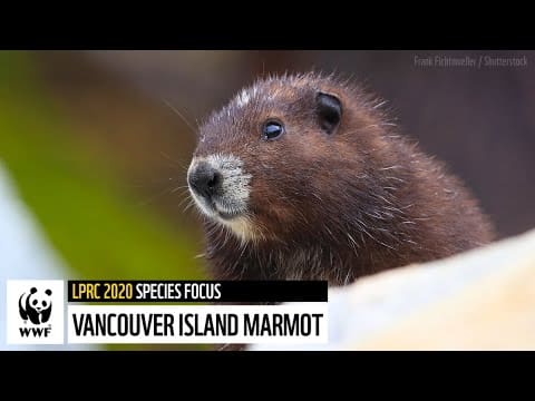 13 Manu ua Fa'afeagai ma Fa'aumatia ona o A'afiaga o Tagata 68 13 O manu o loʻo feagai ma le aveeseina ona o ni faʻafitauli o le tagata ia Iuni 2025