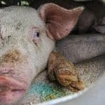 hva-føler-dyr-og-insekter?-forskere-har-svar.