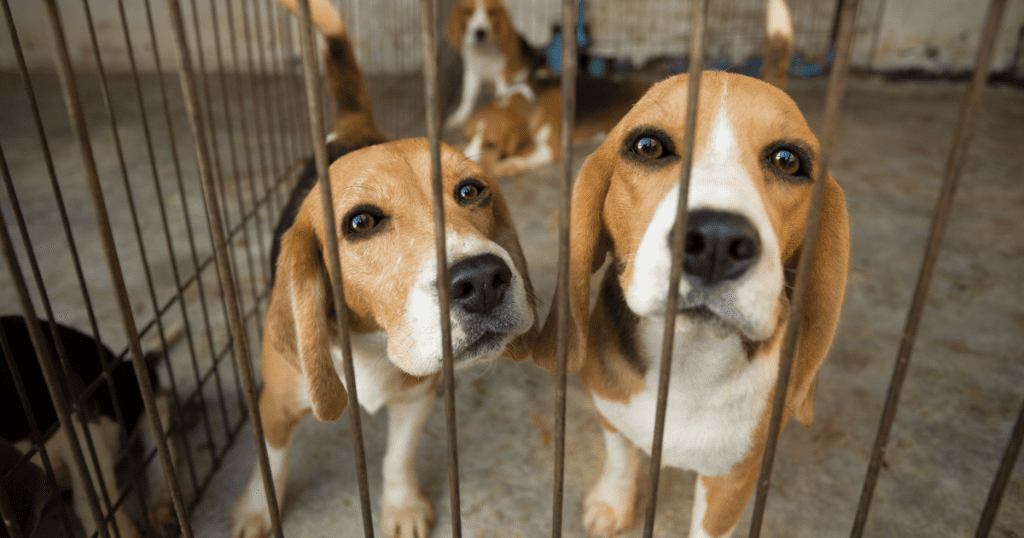 ama-beagles-fuywa-ngezinkulungwane-emapulazini-embonini,-futhi-kusemthethweni-ngokuphelele