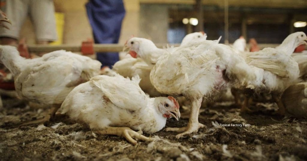kanat-tarvitsemme-apua!-pidä-avi-foodsystems-vastuussa