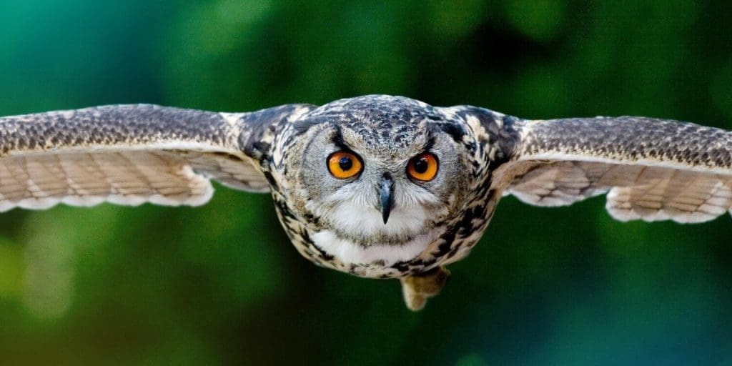 支持動物組織：今天就用您的捐款帶來改變