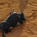 des étudiants aux massacreurs : comment les écoles de tauromachie normalisent les effusions de sang