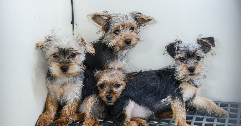 a-spotlight-on-puppy-farms:-biby-mpisolovava-vs-mpiompy