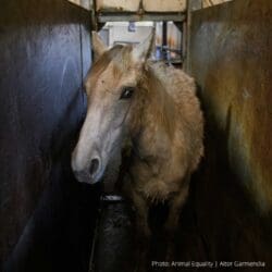 Breaking-Investigation-By-Animal-Equality-Uncos-Horses-BatEny,-massado por carne em escala