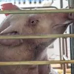 តើអ្វី-ធ្វើ-ថ្មី-ច្បាប់-សរីរាង្គ-សម្រាប់-បសុសត្វ-មានន័យ, និង-របៀប-ធ្វើ-ពួកគេ-ប្រៀបធៀប-ជាមួយ-ស្លាកសុខុមាលភាព-ផ្សេងទៀត?