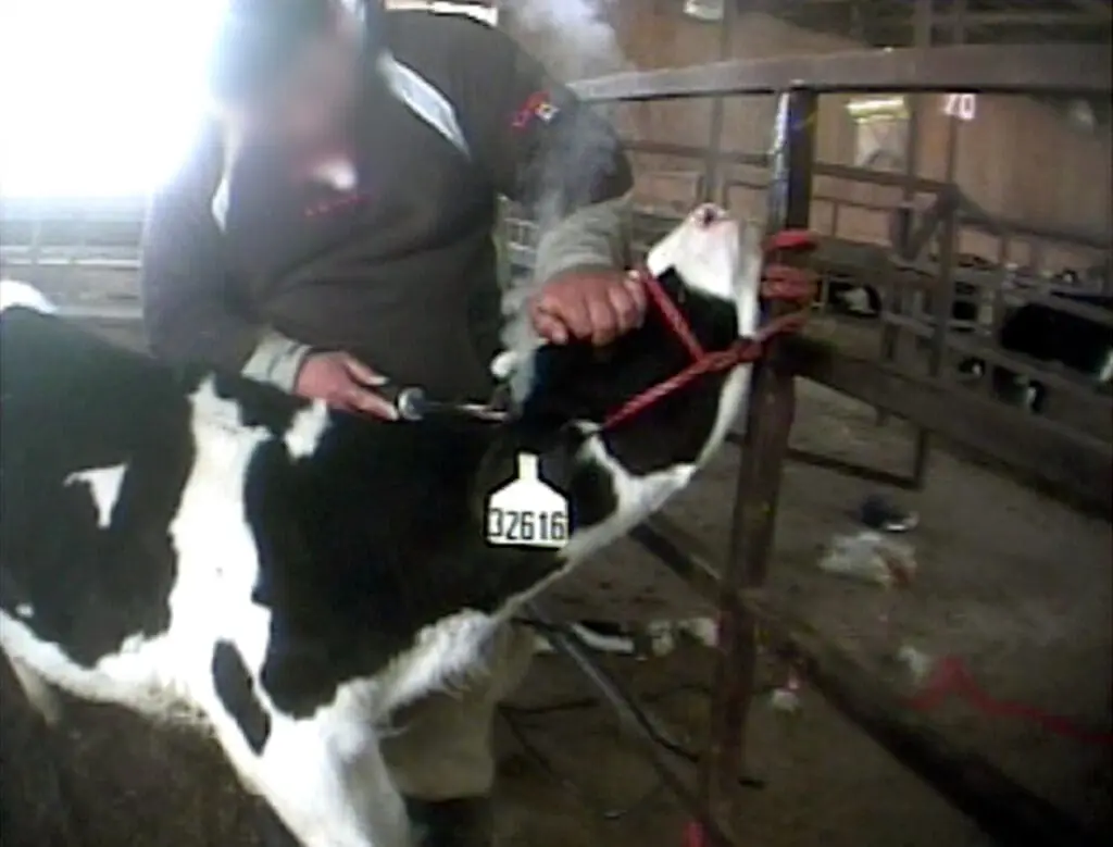 Routine Animal Mutilations in Factory Farms 48 Routine Animal Mutilations in Factory Farms June 2025