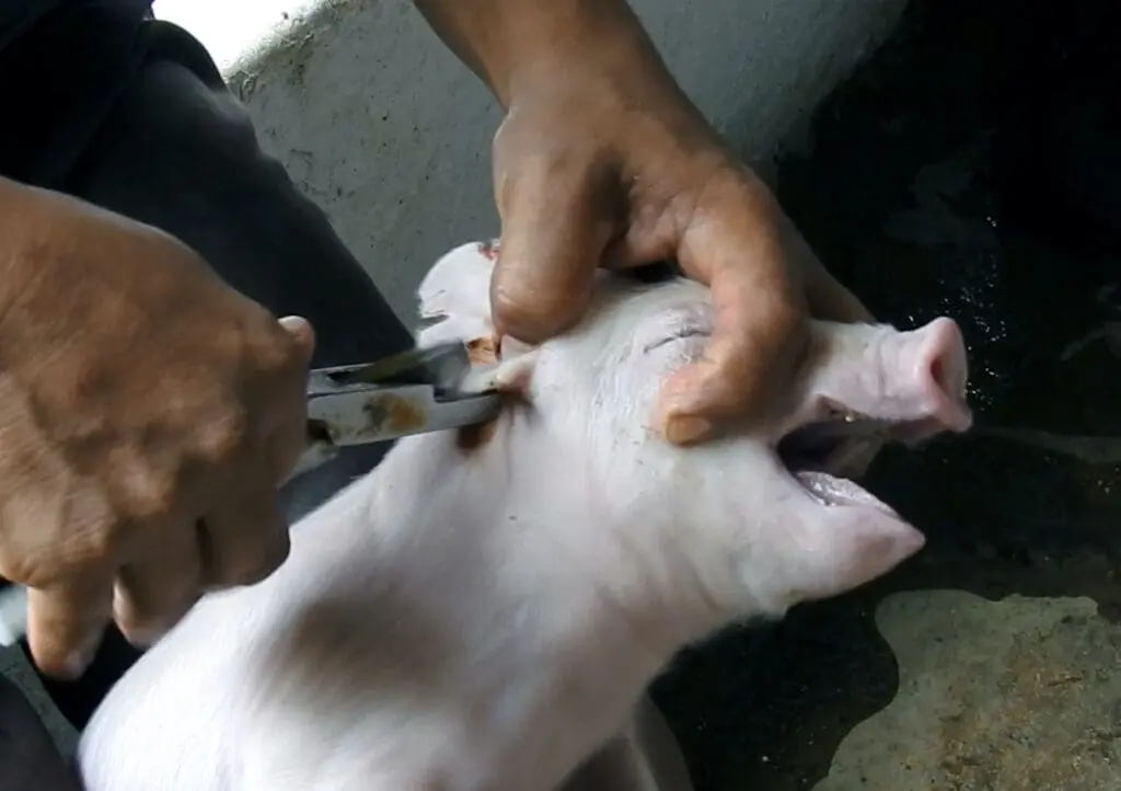 Routine Animal Mutilations in Factory Farms 45 Routine Animal Mutilations in Factory Farms June 2025