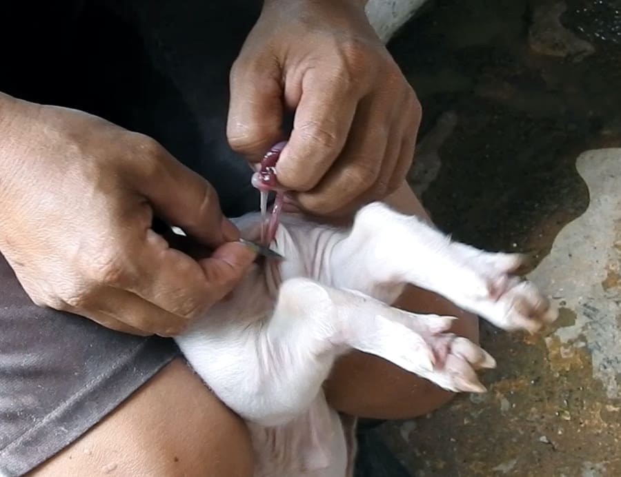 Routine Animal Mutilations in Factory Farms 52 Routine Animal Mutilations in Factory Farms June 2025