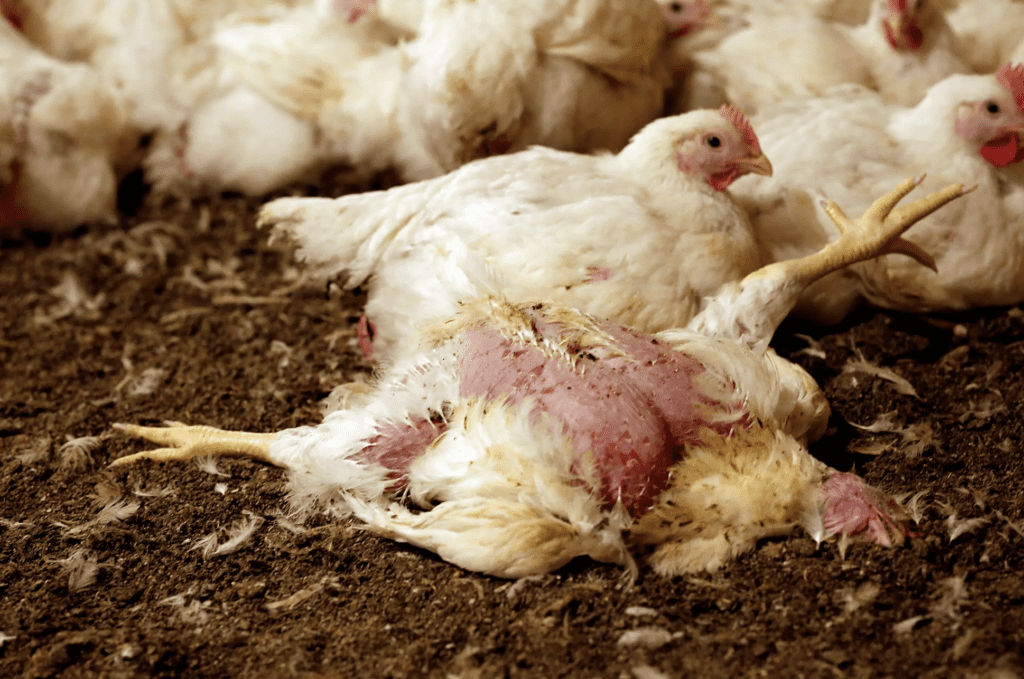Demand Action for Chicken Welfare: Hold AVI Foodsystems Accountable 2 Demand Action for Chicken Welfare: Hold AVI Foodsystems Accountable June 2025