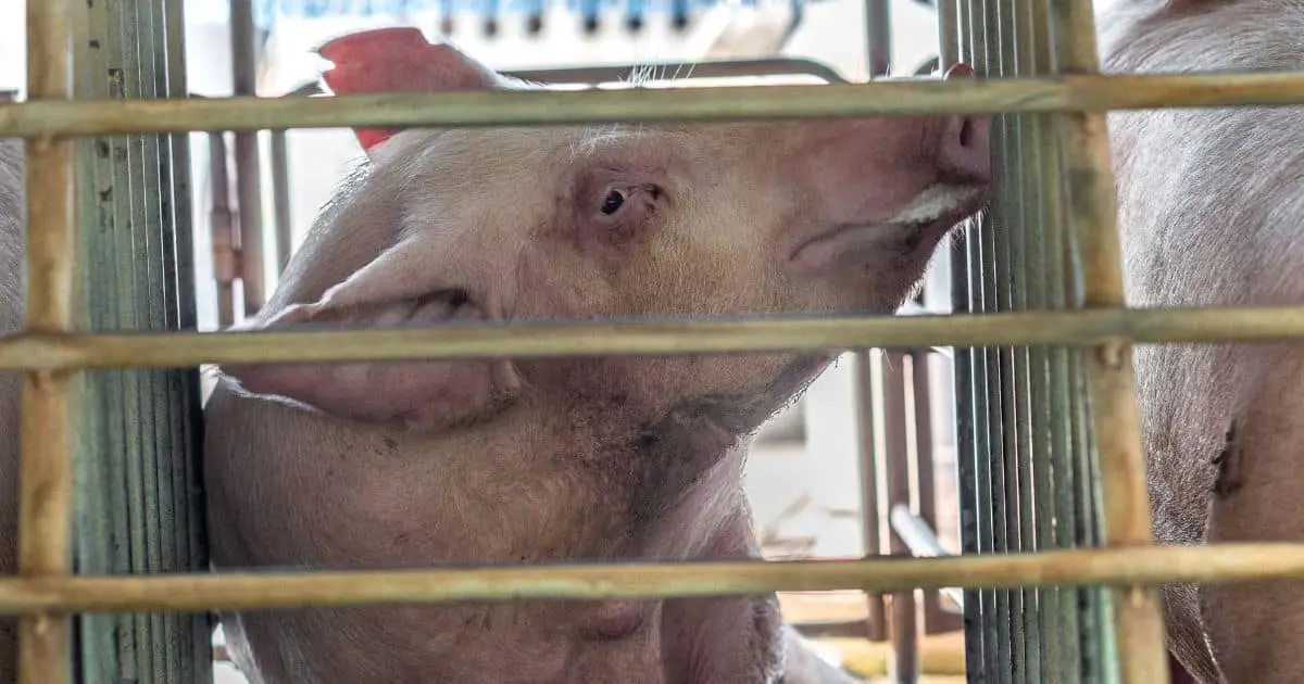 Imithetho Emisha Yemfuyo Ephilayo: Indlela Enqwabelana Ngayo Ngokuphikisana Namanye Amalebula Wenhlalakahle 5 Imithetho emisha ye-Organic Furstock: Ukuthi bahlangane kanjani ngokumelene nezinye izincwadi zenhlalonhle ngoJuni 2025