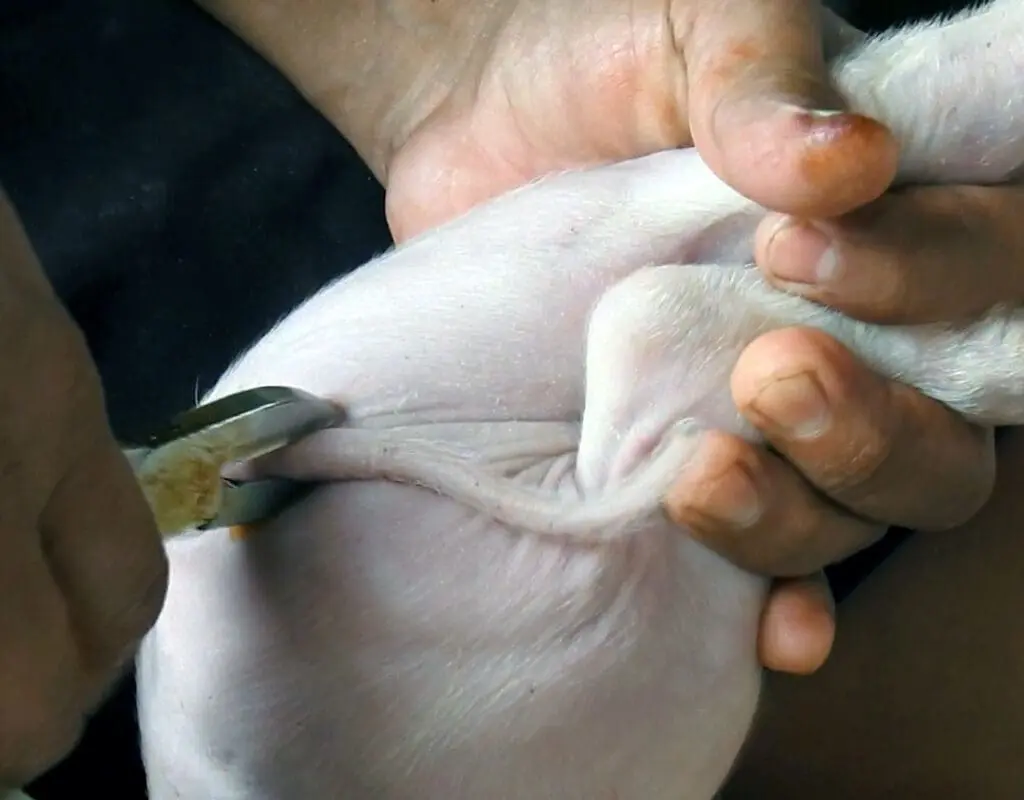Routine Animal Mutilations in Factory Farms 46 Routine Animal Mutilations in Factory Farms June 2025