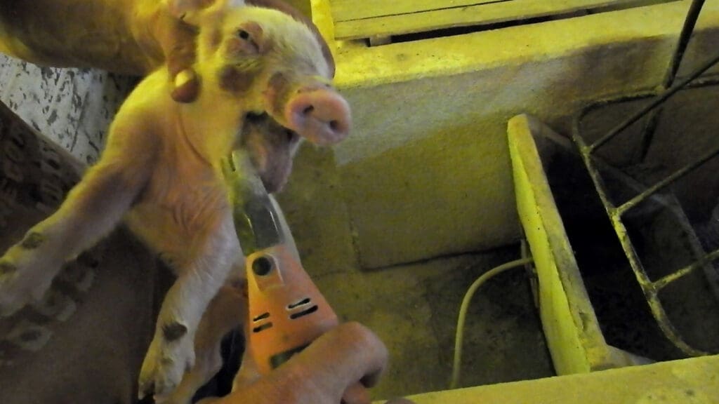 Exposing the Meat Industry's Inhumane Treatment of Piglets: Painful Practices Hidden from Public View 6 Exposing the Meat Industry's Inhumane Treatment of Piglets: Painful Practices Hidden from Public View June 2025